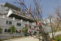 Dịch chuyển đến thành phố ngàn mây ngắm hoa đào nở rộ