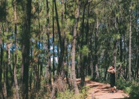 Vườn thông giống Đà Lạt ngay cạnh Đà Nẵng